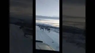 Чукотка. Северные олени. ЧАО. Анадырь. Чукотский автономный округ. Животные. Тундра. Природа севера