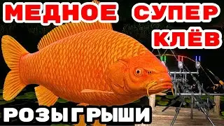 МЕДНОЕ 💥 ВЫБИЛИ ВЕНГУ + ТАЙГУ 40 В РУЛЕТКЕ 🔴 В  РУЛЕТКЕ  РАПТОР, ВЕНГА, ТАЙГА 💥СТРИМ РР4