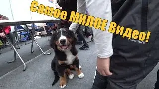 Самое милое видео собаки и щенки