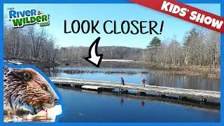 KIDS EXPLORE BEAVER LODGES AND DAMS | KIDS SHOW