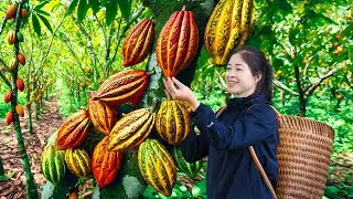 Harvesting Cacoa Pod & Goes To Market Sell | Gardening And Cooking | Lý Tiểu Vân