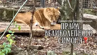 Сказка❤️Лев Симон и его львята