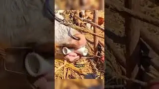 Как фермеры спасают коров от проглоченного металла