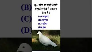 Q. कौन सा पक्षी अपने आपको शीशे में पहचान लेता है ? 