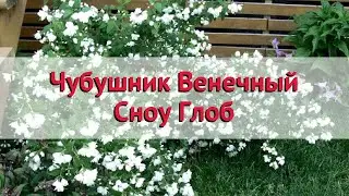 Чубушник (жасмин садовый) венечный Сноу Глоб 🌿 Посадка. саженцы чубушника (жасмина садового)
