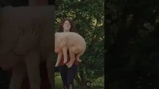 Craziest Dog Facts You Won’t Believe 