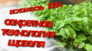 Как вырастить щавель бейби листья? Щавель кровавая мери! Микрозелень бизнес! Всхожесть 100%!