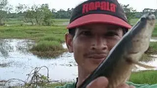 ตกปลาช่อนเขียดสด หมายริมทะเล เกาะหมาก ปากพะยูน พัทลุง
