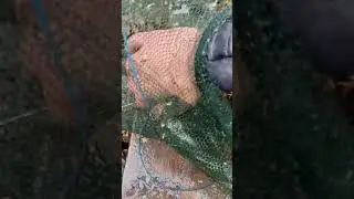 Ловля раков, полные раколовки раков