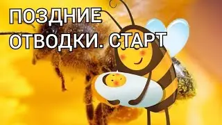 ПОЗДНИЕ ОТВОДКИ , КАК РАЗОГНАТЬ