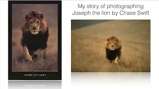 My Story of Photographing Joseph the Lion