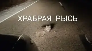 Рысь нашла добычу прямо на дороге