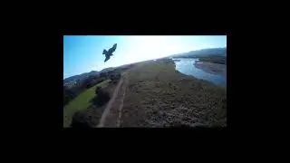 RC飛行機に鳶が襲撃