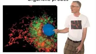 Microscopy: Fluorescent Probes (Timothy Mitchison)