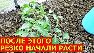 ТОМАТЫ даже В ХОЛОД двинулись В РОСТ