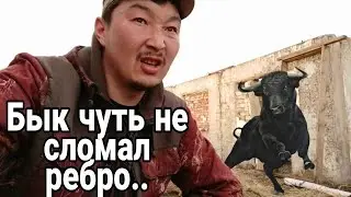 ЗЛОЙ БЫК ЧУТЬ НЕ СЛОМАЛ МНЕ РЕБРО! БЫКИ УБЕЖАЛИ С ЗАГОНА