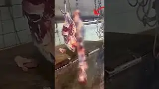Живое мясо.
