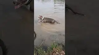 Амстафф Холли научилась плавать из воды не вытащить💜 