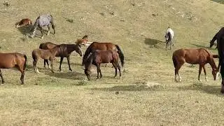 Semental Corindón caballos . Encuentro de primavera con yeguas Cavalos horses,1