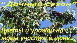 ОБЗОР МОЕГО УЧАСТКА В НАЧАЛЕ ИЮНЯ! СОБИРАЮ УРОЖАЙ, ЛЮБУЮСЬ ЦВЕТАМИ!