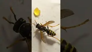 Wasp Polistes Like to Walk Around to Get Food. 24.August.2022. Kyiv, Ukraine.