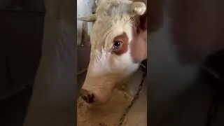 Как в детстве