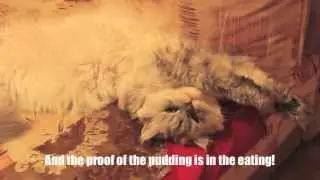Cat explains Food Idioms - LINGVISTOV.RU