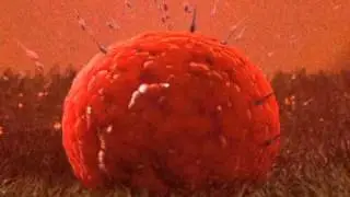 3DSMAX - Sub-surface scattering demo, Sperm and egg