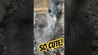 Raising Silkie Chicks Vlog: can they get any cuter?