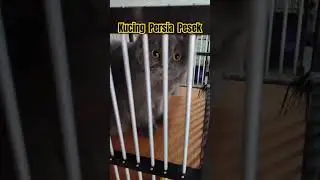 Kucing lucu Persia pesek #shorts #kucinglucu #kucing #kucingpersia #videokucing