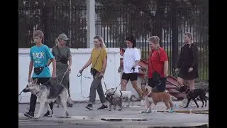 Четырёхлапое шествие - в программе 