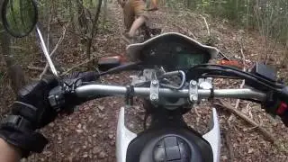 Trails with a friend