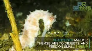 Secret Bay - Anilao Dive Resort Site by Blue Ribbon Dive Resort