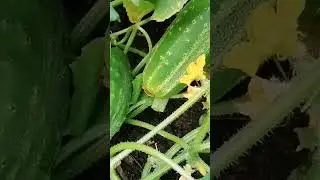 🥒Финляндия. С 5 кустиков огурцов такой урожай за 2 дня!😮