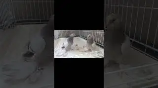два брата акробата