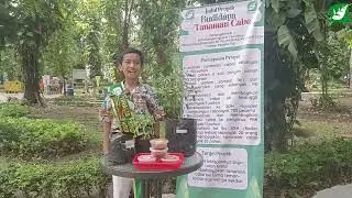 BUDIDAYA TANAMAN CABAI - DANARSYAH SDN KLAMPIS NGASEM I