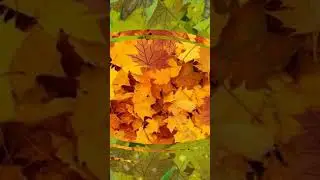 Вот и осень пришла №2. Летят листья.