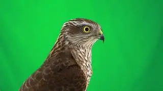 Портрет сокола на хромакее (Для свободного пользования)