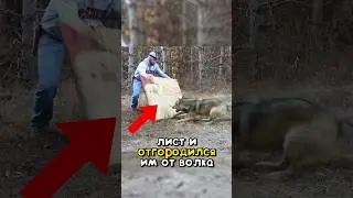 Этот волк попал в капкан! 😱