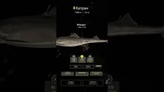 Русская рыбалка 4 : Трофей Катран 