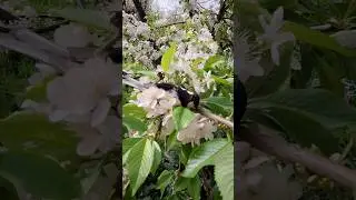 Где живёт синичка Кузя ??? 🐦🐦🐦 Ответ на самый частый вопрос 🤘🤘🤘