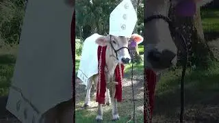 Holy Cow!