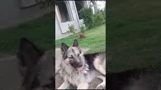 Z plus security of home 🏡 #rap #punjabisong #punjabi #song #hiphop #music #newsong #love #dog