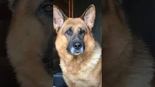 Немецкая овчарка самая верная собака! #germanshepherd