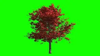 3d Render Autumn Maple Tree in the Wind Isolated on Green Screen for Keying 4K | By Creator Stockify