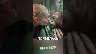 Орангутан, который не хочет целоваться в губы 🤣