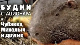 Будни стационара 24.02.22