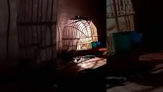 Кабк Маст шидай