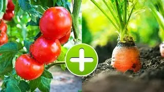 Эти Овощи НУЖНО Садить ТОЛЬКО РЯДОМ! Лучший Способ УЛУЧШИТЬ СВОЙ УРОЖАЙ