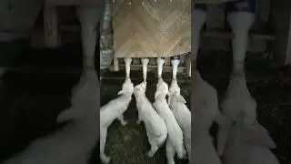 Кормим козлят😃